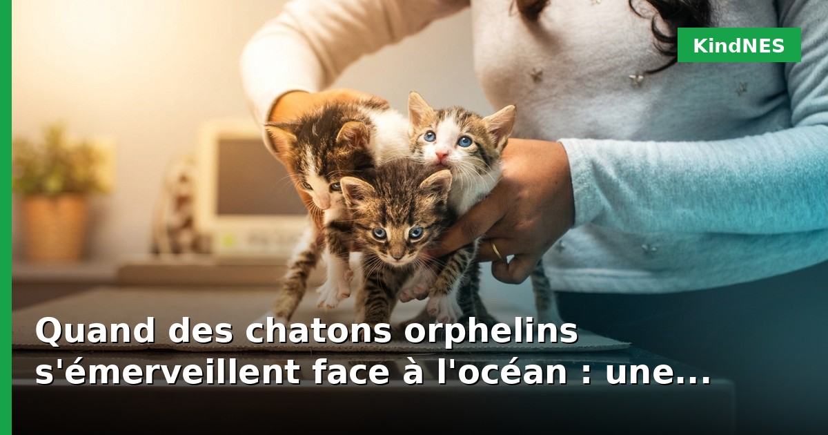 Quand des chatons orphelins s'émerveillent face à l'océan : une leçon de confiance et de douceur